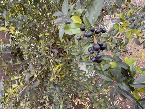 Close-up of ripe black berries on the branches of the Ligustrum vulgare shrub. Selective focus. Wild privet, common privet or European privet. Many black berries in the leafage of Ligustrum vulgare.
