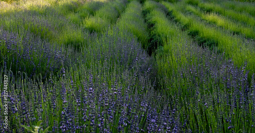 lavender field