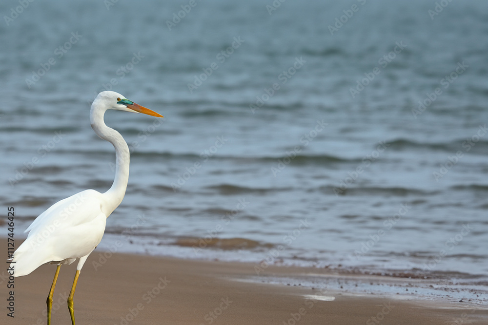 A white bird standing on beach near the water. A sea heron the water. Herons in the blue sea in nature. Heron in the sea with blue water and lifestyle heron in nature. A white bird standing on beach near the water. A sea heron the water. Herons in the blue sea in nature. Heron in the sea with blue water and lifestyle heron in nature.