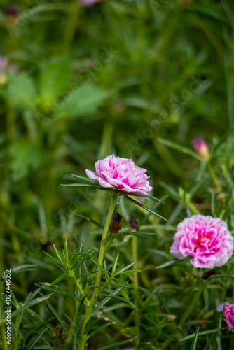 pink cosmos flower