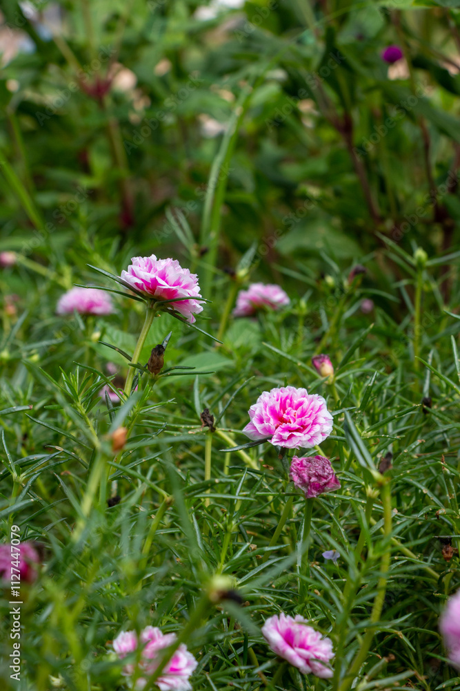 pink flowers pink flowers