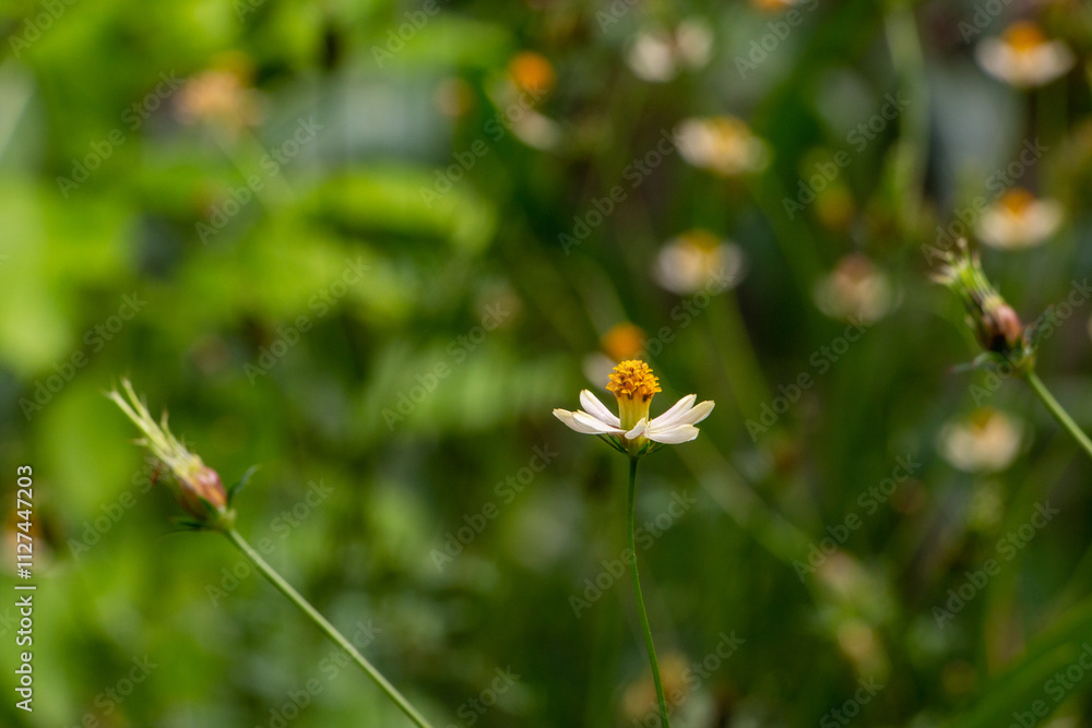 bee on a flower bee on a flower