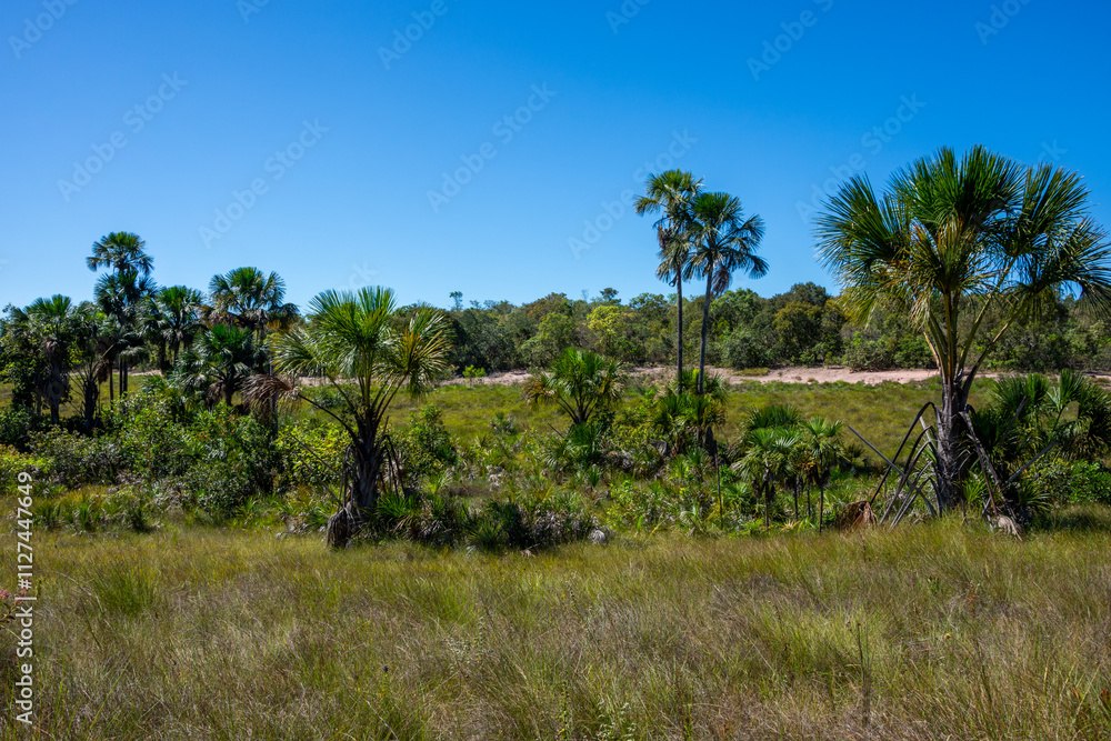 Fototapeta premium View of some cerrado trees at Serras Gerais - Almas, Tocantins, Brazil