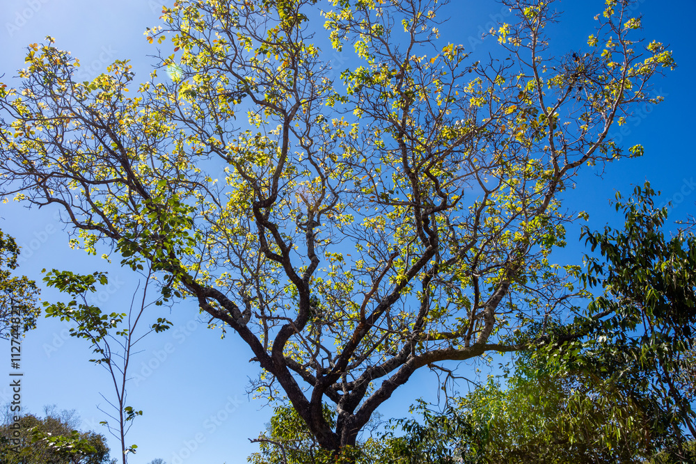 Closer view of a typical cerrado tree at Serras Gerais - Almas, Tocantins, Brazil Closer view of a typical cerrado tree at Serras Gerais - Almas, Tocantins, Brazil