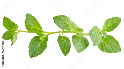 Freshly picked green herb sprig