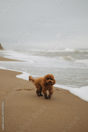 dog in the sea