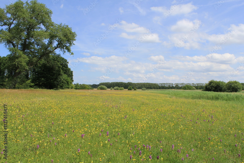 a beautiful flowery meadow with yellow rattles and purple marsh orchids and a blue sky in springtime a beautiful flowery meadow with yellow rattles and purple marsh orchids and a blue sky in springtime