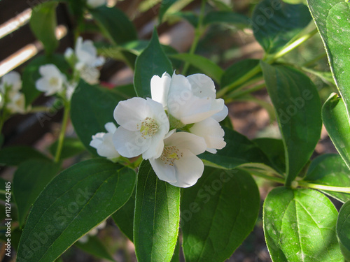 White flowers blooming on green shrub photo