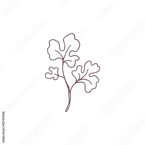 Parsley or cilantro plant leaves black contour vector icon, fragrant coriander seasoning natural aromatic condiment herb