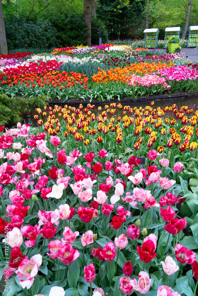 Colorful growing red, pink, red, violet tulips flowerbed in spring formal garden Colorful growing red, pink, red, violet tulips flowerbed in spring formal garden