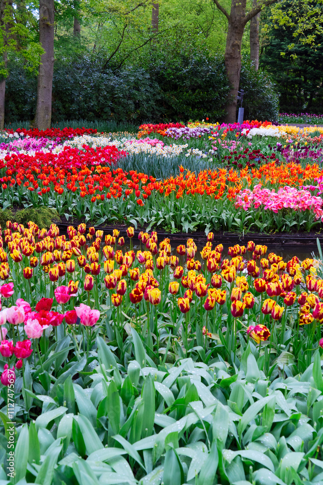 Colorful growing red, pink, red, violet tulips flowerbed in spring formal garden Colorful growing red, pink, red, violet tulips flowerbed in spring formal garden