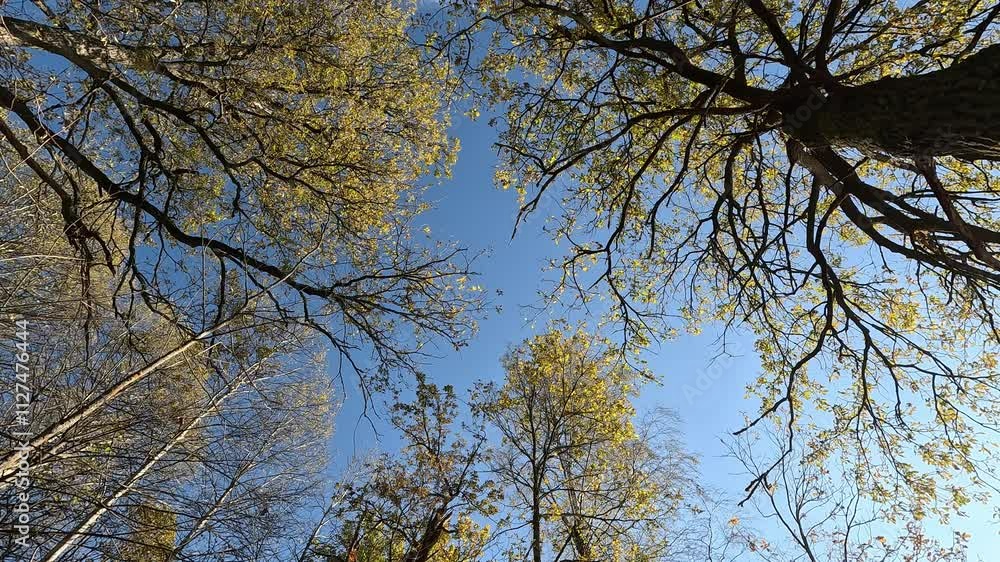 The sky is blue and the trees are green. The trees are tall and the sky is clear The sky is blue and the trees are green. The trees are tall and the sky is clear