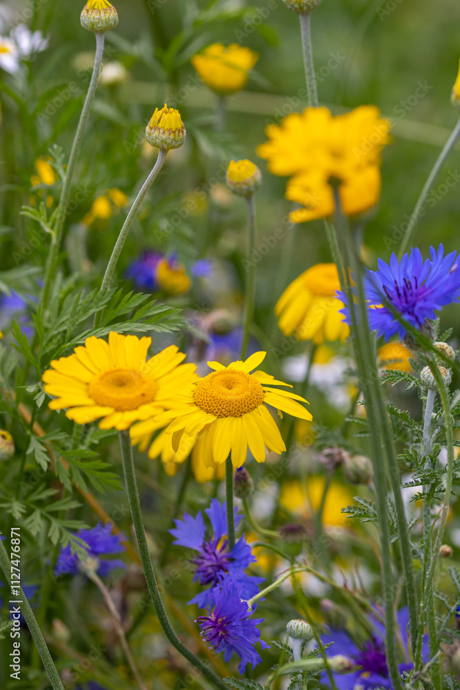 Fototapeta premium Cota tinctoria, the yellow or dyers chamomile and cornflower blooming in wildflower meadow