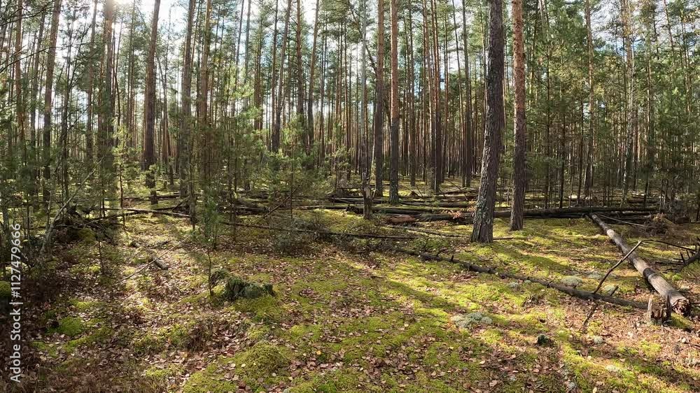 Forest with trees and a lot of leaves on the ground. The sun is shining through the trees, creating a peaceful and serene atmosphere Forest with trees and a lot of leaves on the ground. The sun is shining through the trees, creating a peaceful and serene atmosphere
