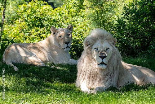 Lion and Lioness chilling