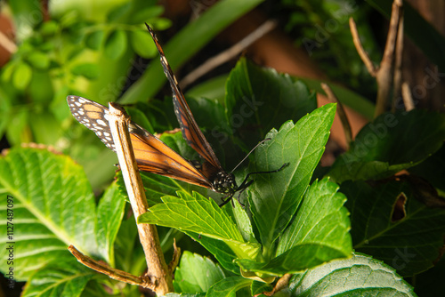 Butterfly, a beautiful and colorful butterfly in a garden in Brazil, selective focus.