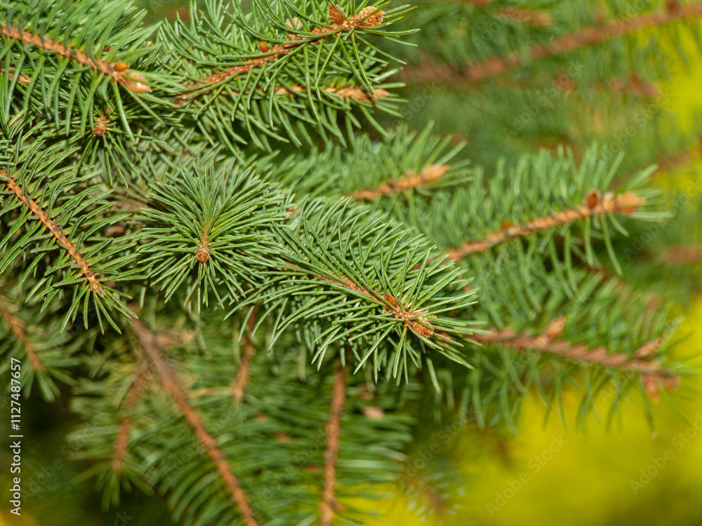 Close-up of Pine Tree Branches with Vibrant Green Needles in Springtime Forest. Concept of Nature's Beauty, Fresh Growth, Evergreen Foliage, Christmas. Background Close-up of Pine Tree Branches with Vibrant Green Needles in Springtime Forest. Concept of Nature's Beauty, Fresh Growth, Evergreen Foliage, Christmas. Background