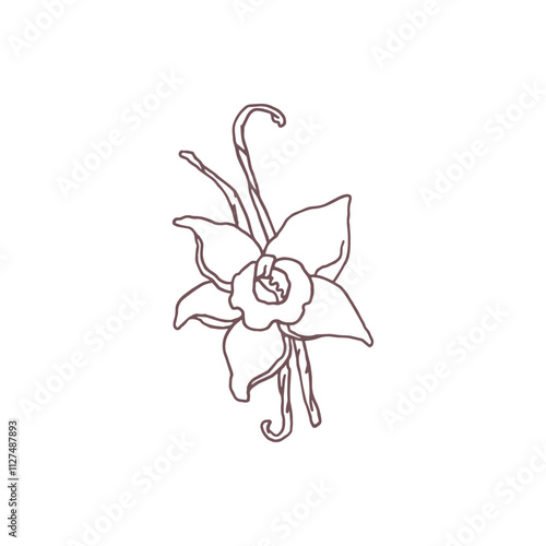 Vector illustration of vanilla flower sketch with branches.