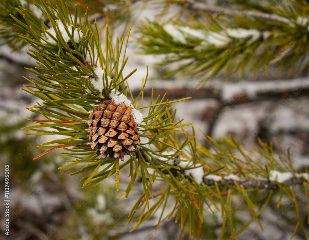 Closeup of a pinecone and snow on a pine tree bow, Yellowstone National Park Closeup of a pinecone and snow on a pine tree bow, Yellowstone National Park