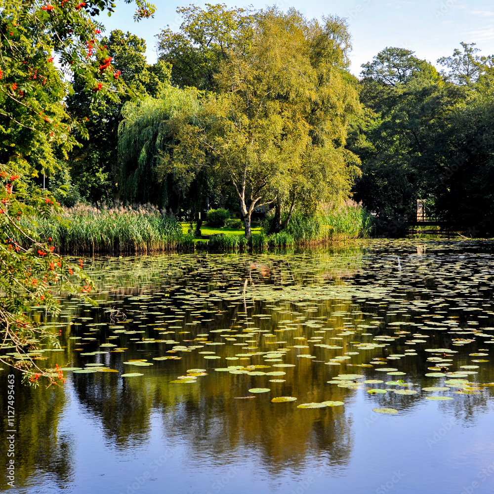Landscape with lake, water lilies and birch trees. Landscape with lake, water lilies and birch trees.