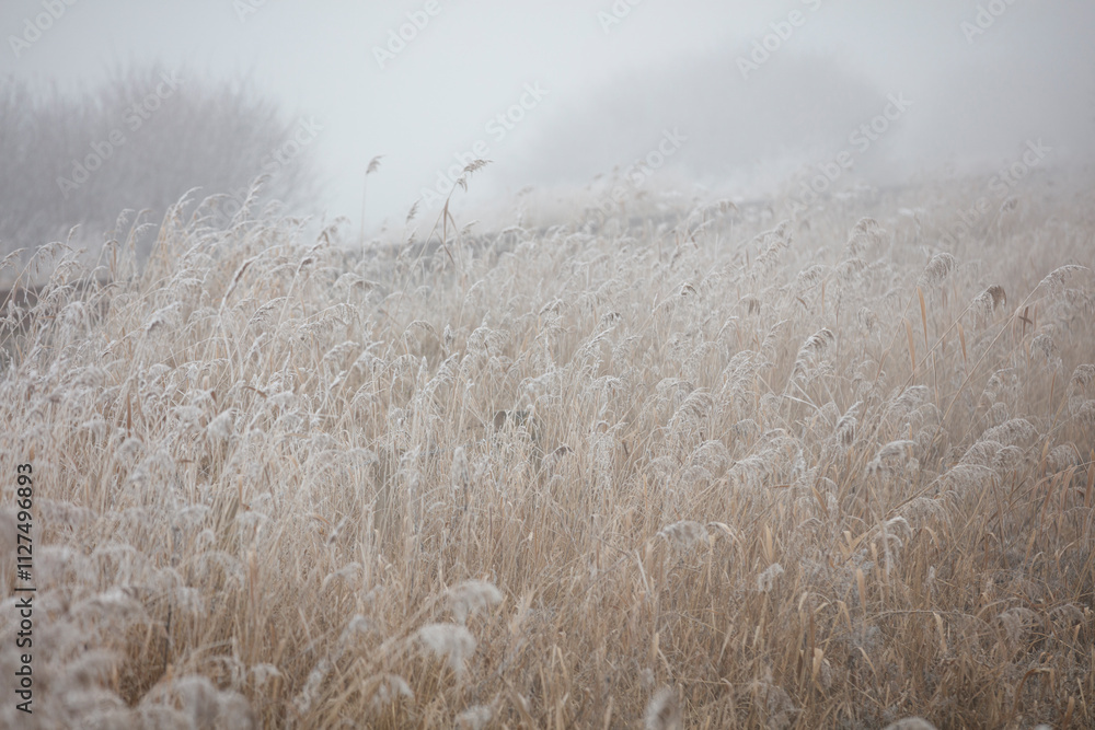 Obraz premium Frosty, muted-toned field of tall grasses in a thick fog. Winter scene.