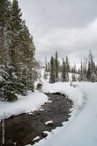 Winter scene of stream flowing through snow cover pine trees in Yellowstone National Park.