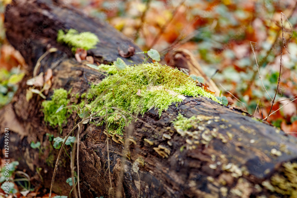 Close-up of moss and fungi growing on a fallen log. Nature's decay and regrowth. Close-up of moss and fungi growing on a fallen log. Nature's decay and regrowth.
