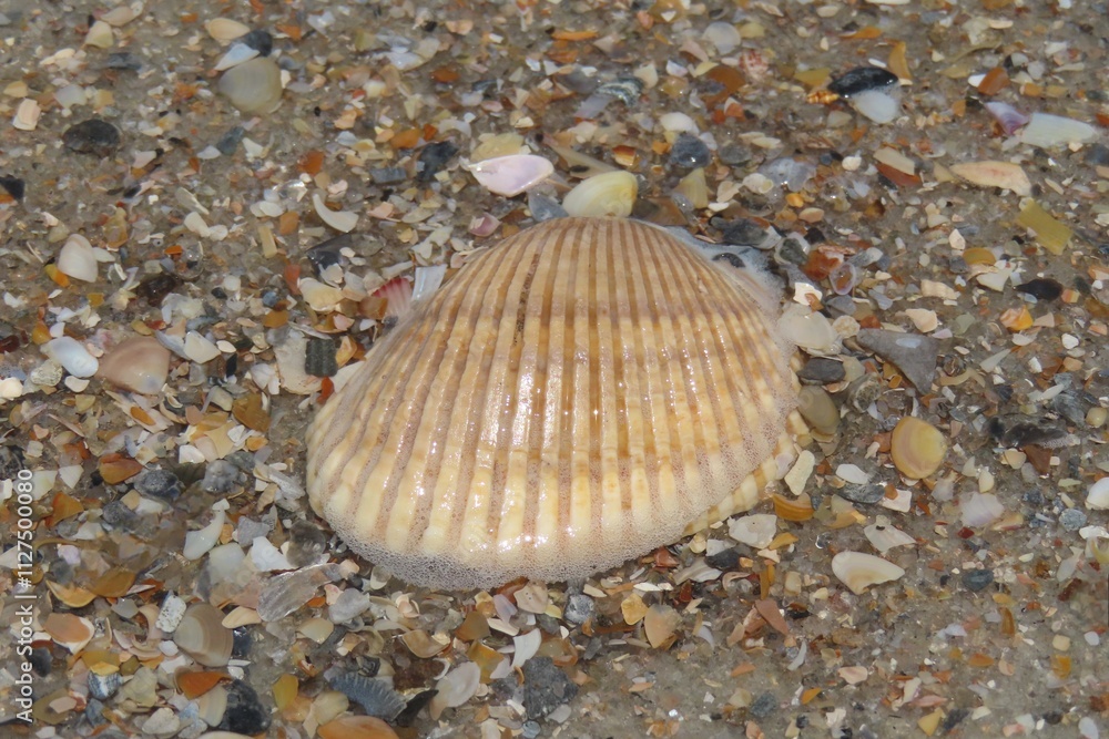 Brown seashell on the beach in Atlantic coast of North Florida, closeup Brown seashell on the beach in Atlantic coast of North Florida, closeup
