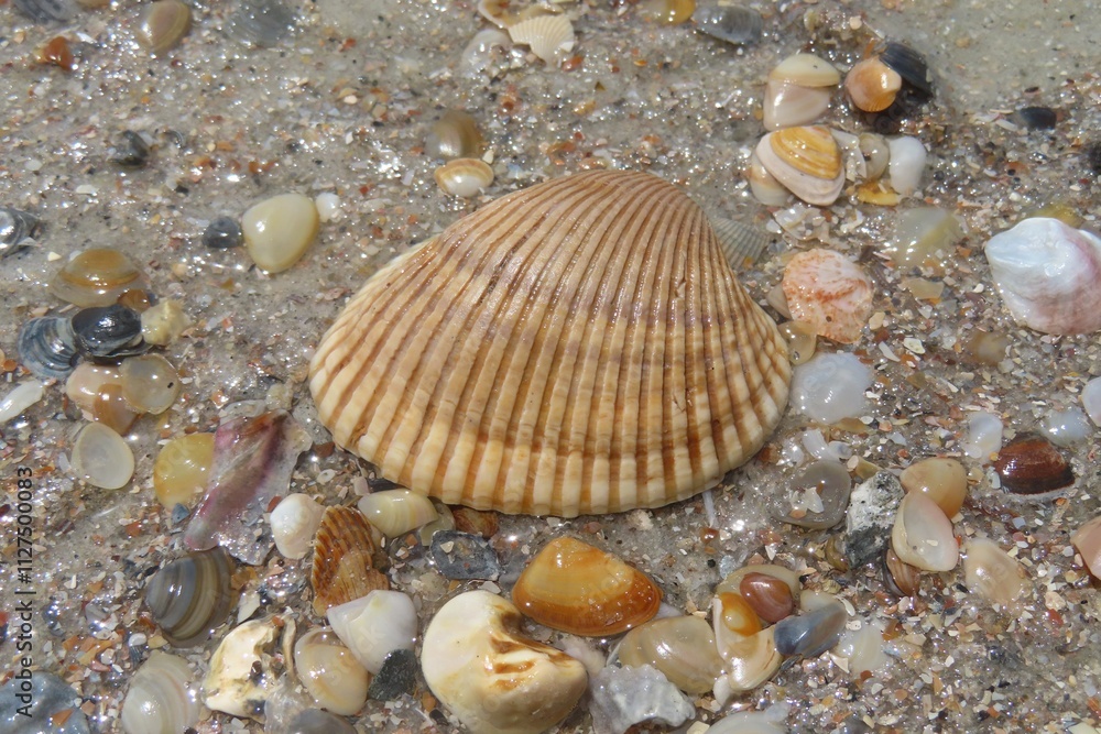 Seashells on the beach in Atlantic coast of North Florida Seashells on the beach in Atlantic coast of North Florida