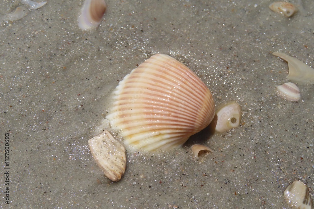Seashells on the beach in Atlantic coast of North Florida, closeup Seashells on the beach in Atlantic coast of North Florida, closeup