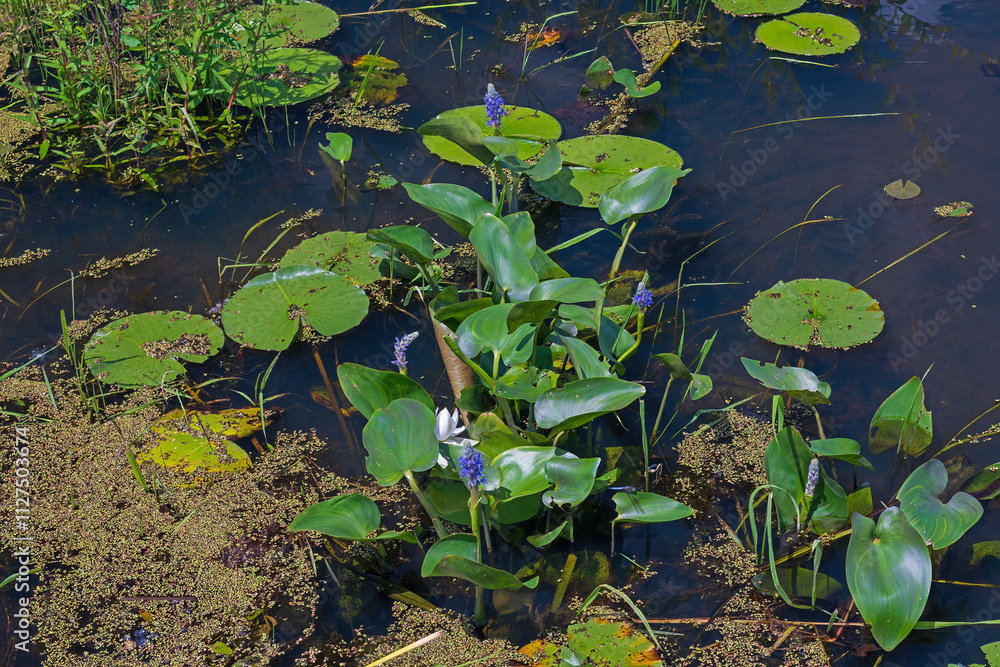 Water Lilies and Pickerelweed in a Wetland
