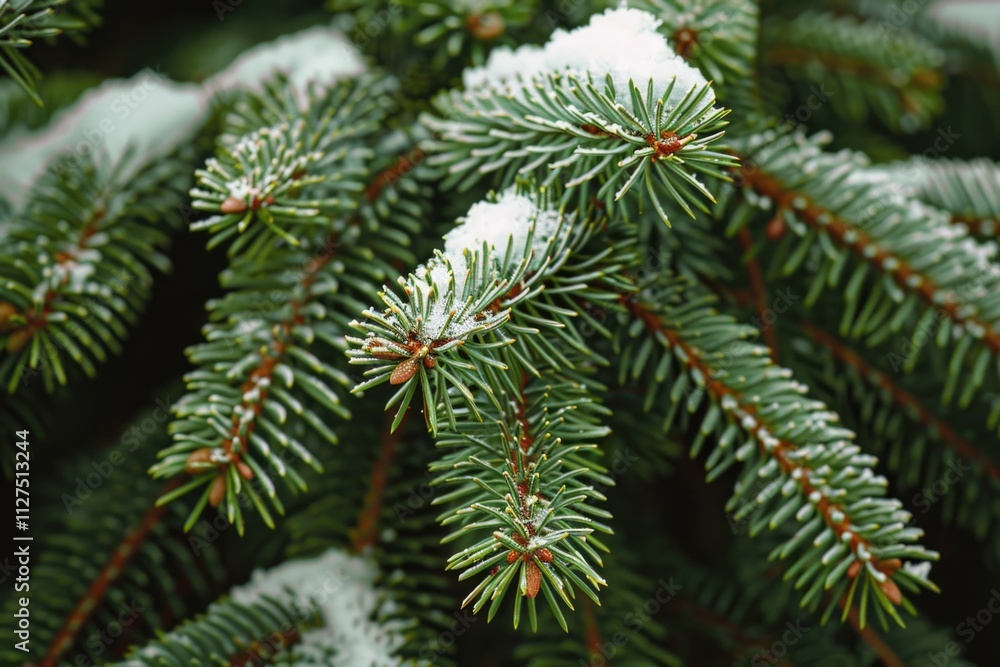 A close-up shot of a pine tree covered in snow, perfect for winter or holiday-themed designs A close-up shot of a pine tree covered in snow, perfect for winter or holiday-themed designs