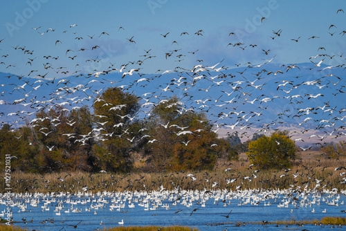 Snow Geese in Flight at the Sacramento National Wildlife Refuge.