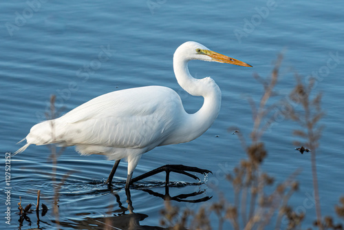 Great Egret at the Colusa National Wildlife Refuge, Colusa, California, USA photo