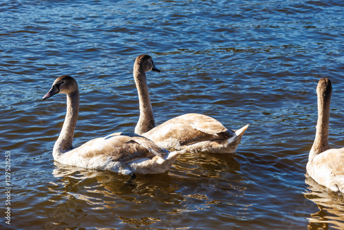 white young swans in lake with blue dark background photo