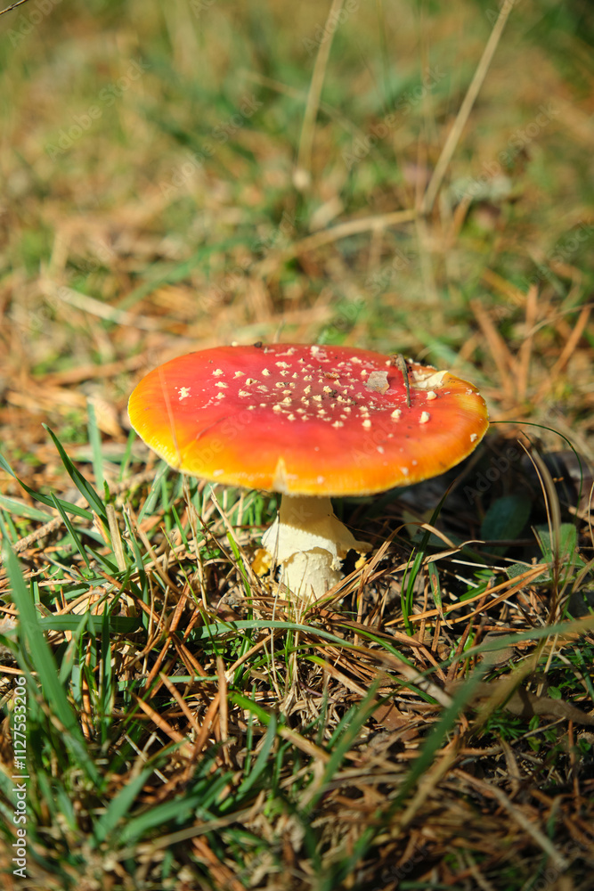 Beautiful fly agaric on a green meadow Beautiful fly agaric on a green meadow