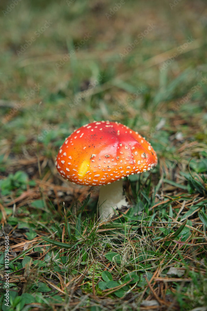 Beautiful fly agaric on a green meadow Beautiful fly agaric on a green meadow