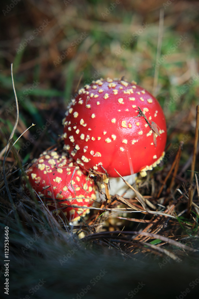 Beautiful fly agaric on a green meadow Beautiful fly agaric on a green meadow