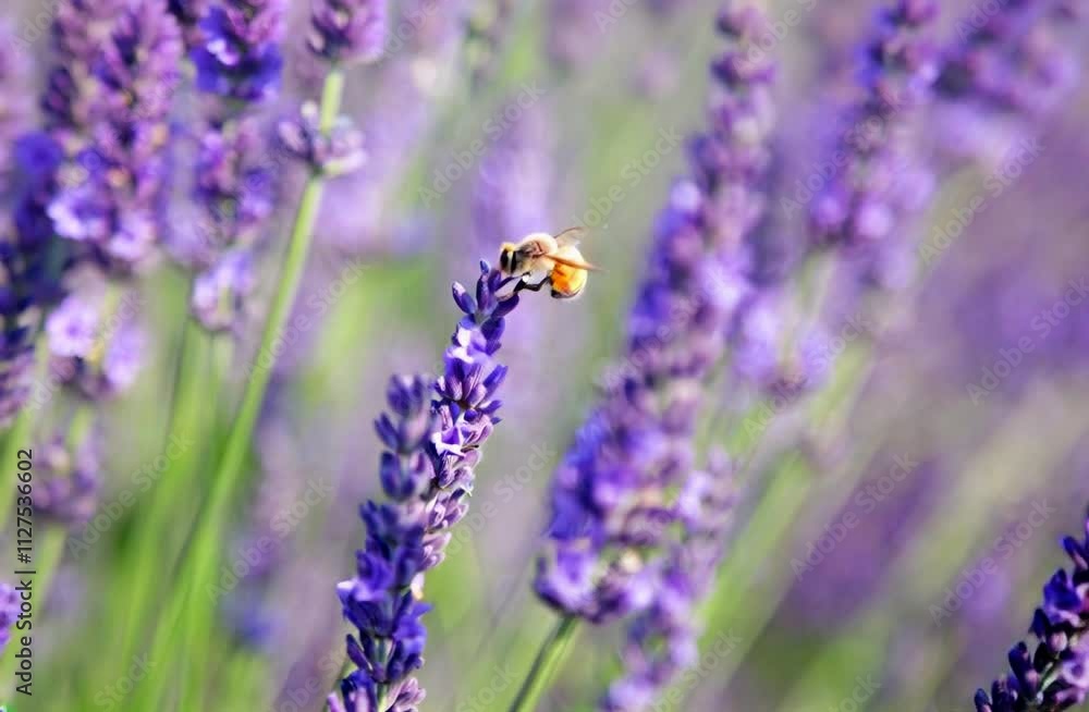 Bee Pollinating Lavender Flower in a Field Bee Pollinating Lavender Flower in a Field