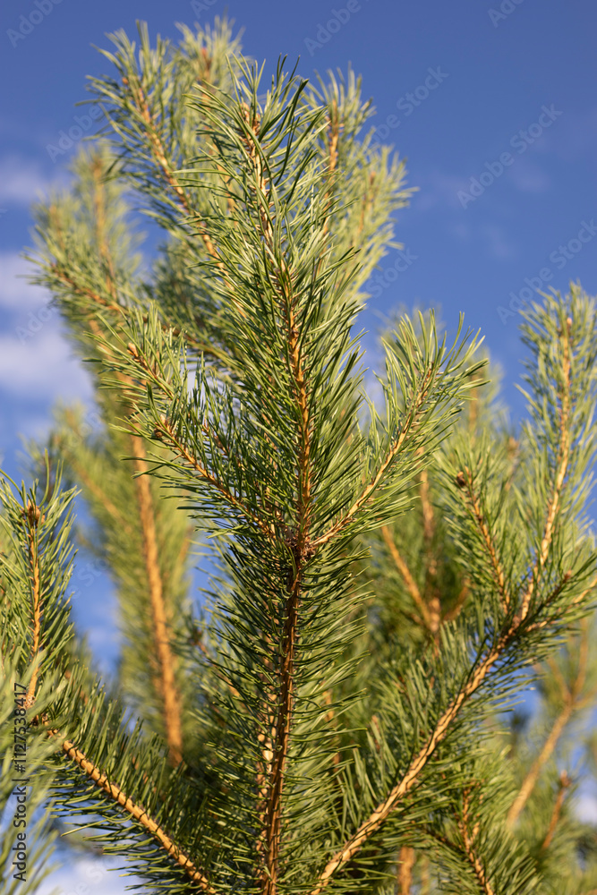 A pine tree against the sky. Pine needles. Tree in summer. Details of nature. A pine tree against the sky. Pine needles. Tree in summer. Details of nature.