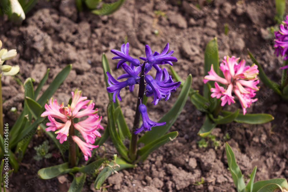 Dark blue hyacinth blooming among pink hyacinths in the garden in spring, floral background Dark blue hyacinth blooming among pink hyacinths in the garden in spring, floral background