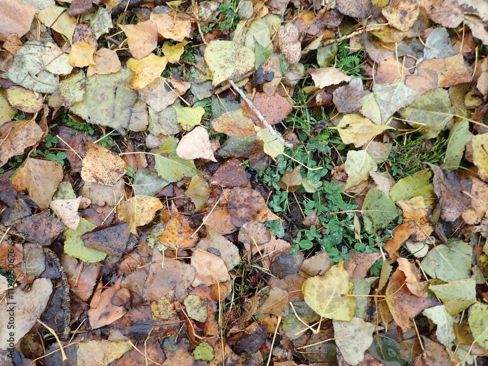 autumn fallen colorfull dry leaves autumn fallen colorfull dry leaves