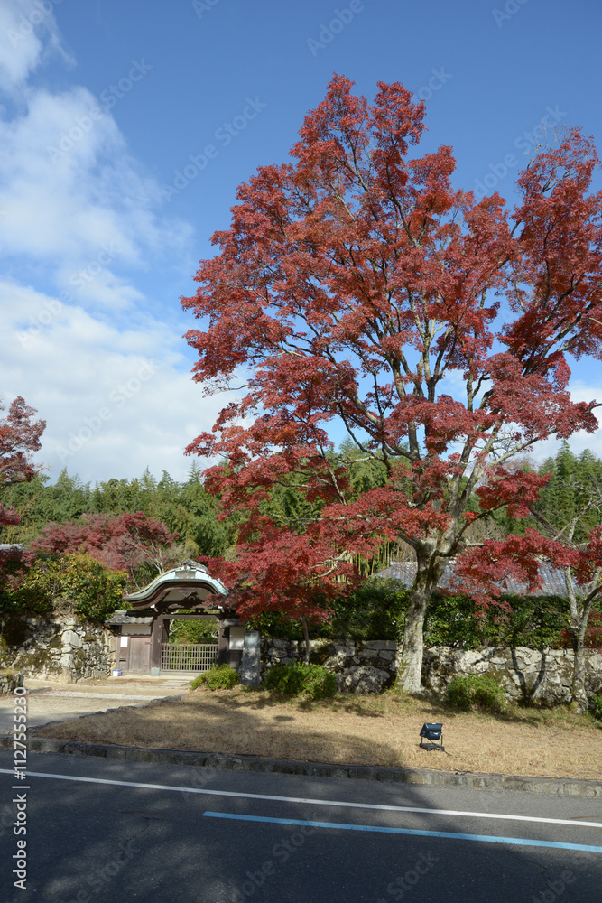 Naklejka premium 日吉大社 表参道の紅葉 滋賀県大津市坂本