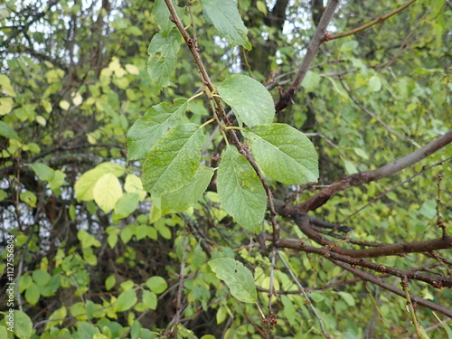 detail of green tree branch photo