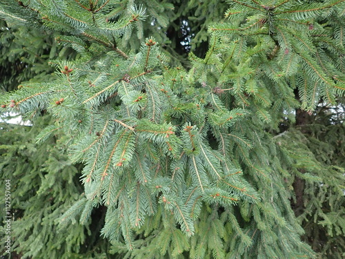 detail of green tree branch photo