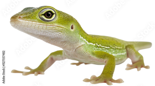 Green Anole