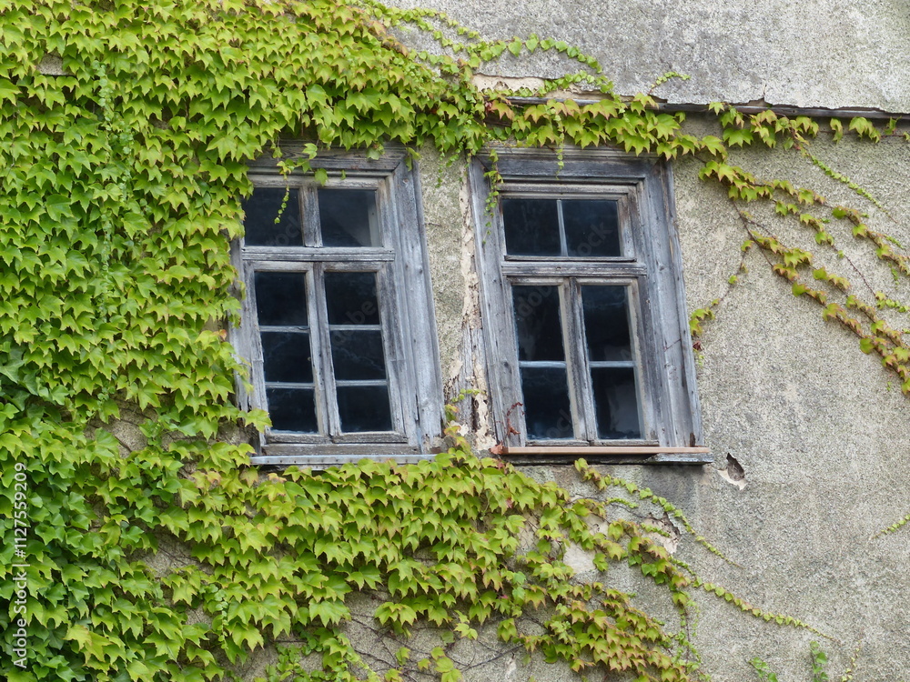 Begrünte Fassade eines alten Wohnhaus mit Sprossenfenster im Sommer in Wettenberg Krofdorf-Gleiberg bei Gießen in Hessen Begrünte Fassade eines alten Wohnhaus mit Sprossenfenster im Sommer in Wettenberg Krofdorf-Gleiberg bei Gießen in Hessen