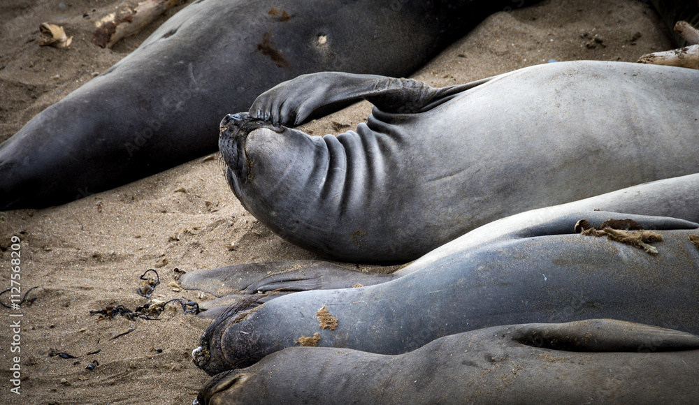 Wildlife scene at Elephant Seal Vista Point, San Simeon, California Wildlife scene at Elephant Seal Vista Point, San Simeon, California