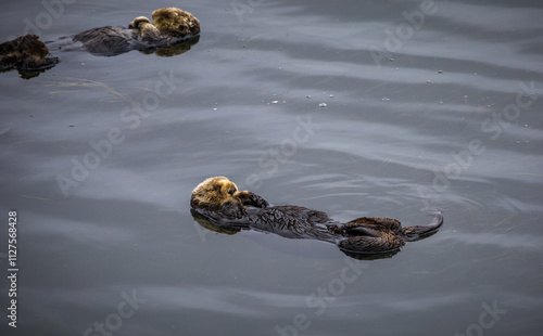 Closeup of a group of Otters swimming and relaxing, Morro Bay, California