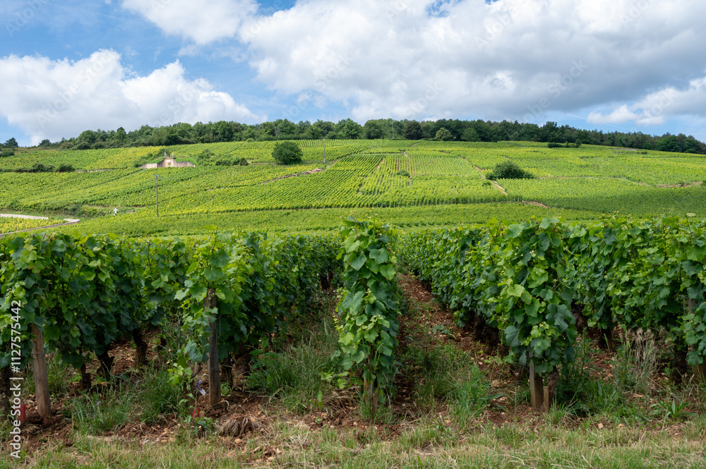 Green grand cru and premier cru vineyards with cross and rows of pinot noir grapes plants in Cote de nuits, making of famous red and white Burgundy wine in Burgundy region, Vosne-Romanee village Green grand cru and premier cru vineyards with cross and rows of pinot noir grapes plants in Cote de nuits, making of famous red and white Burgundy wine in Burgundy region, Vosne-Romanee village